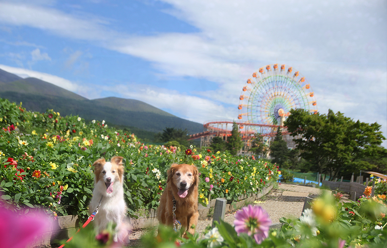 GrinPa(ぐりんぱ)でおでか犬 GrinPa(ぐりんぱ)でおでか犬